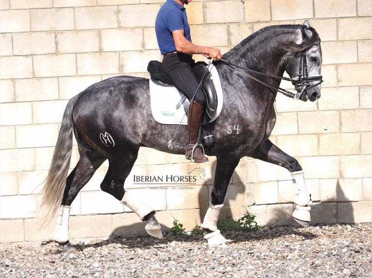 Lusitanos Hengst 6 Jahre 165 cm Schimmel in Navas Del Madro&#xF1;o