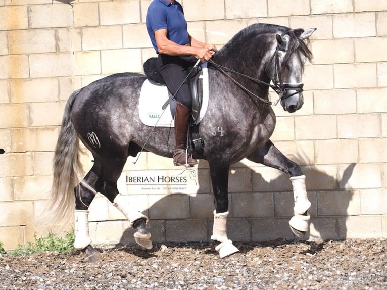 Lusitanos Hengst 6 Jahre 165 cm Schimmel in Navas Del Madro&#xF1;o