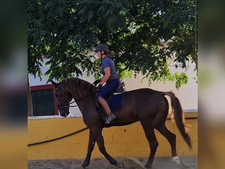 Lusitanos Hengst 6 Jahre 175 cm Fuchs in Hinojosa Del Duque