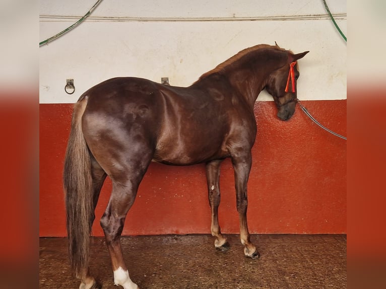 Lusitanos Hengst 6 Jahre 175 cm Fuchs in Hinojosa Del Duque