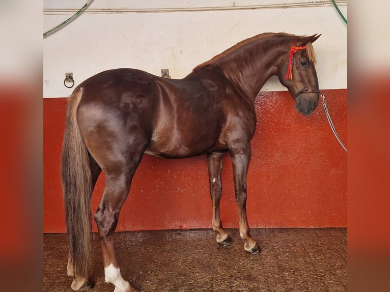 Lusitanos Hengst 6 Jahre 175 cm Fuchs in Hinojosa Del Duque