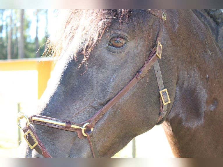 Lusitanos Hengst 7 Jahre 157 cm Rappe in Coimbra