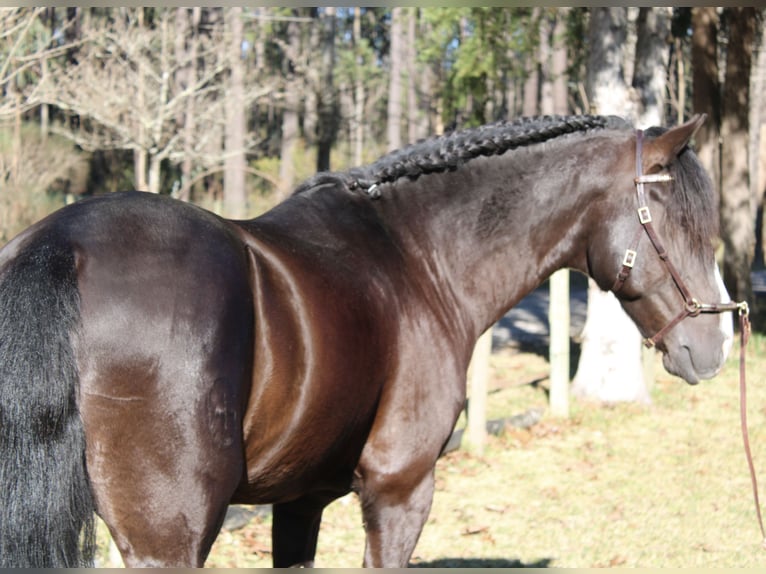 Lusitanos Hengst 7 Jahre 157 cm Rappe in Coimbra