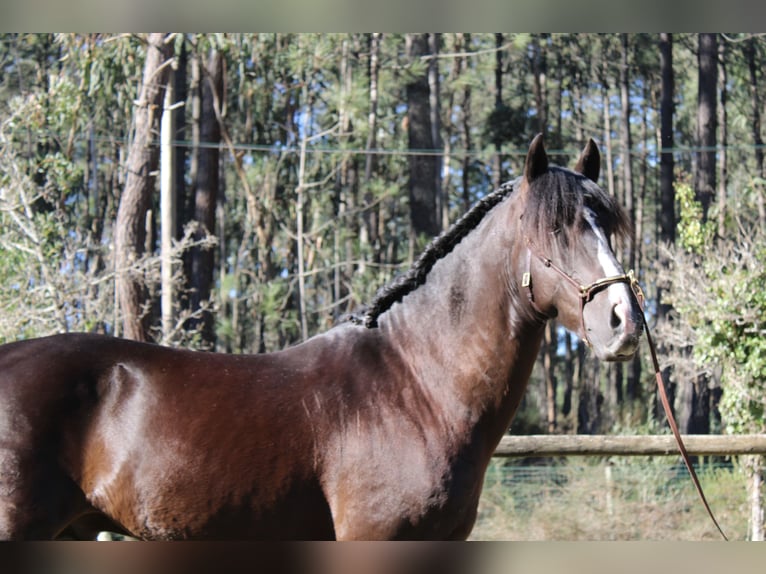 Lusitanos Hengst 7 Jahre 157 cm Rappe in Coimbra