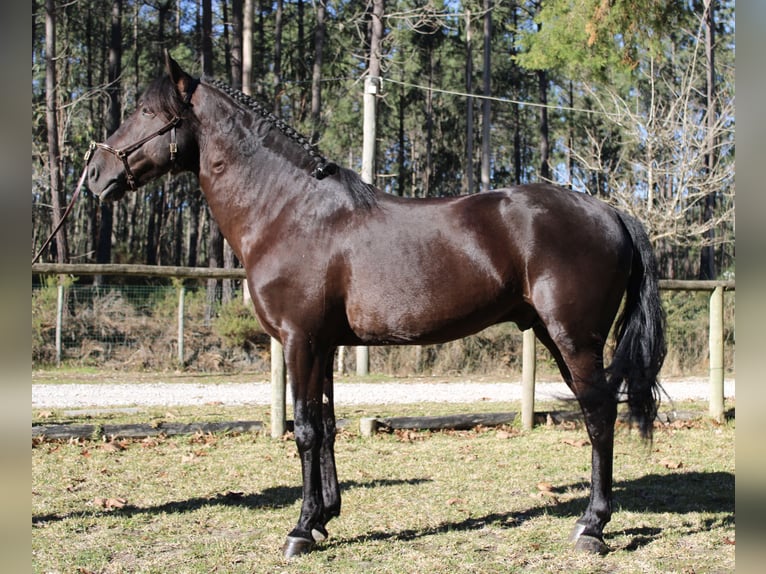 Lusitanos Hengst 7 Jahre 157 cm Rappe in Coimbra
