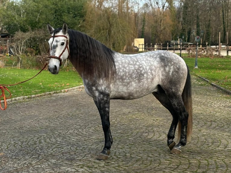 Lusitanos Hengst 7 Jahre 158 cm Schimmel in Boofzheim