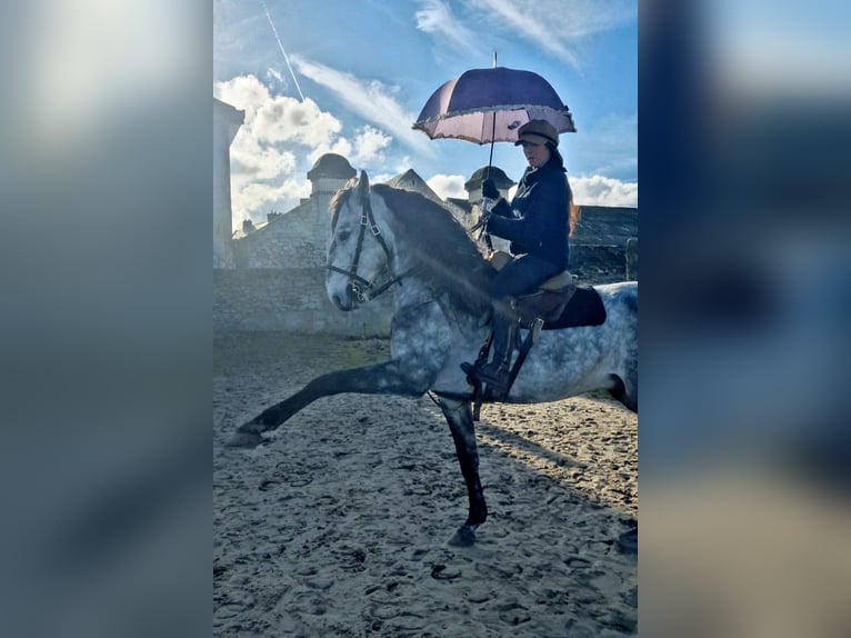 Lusitanos Hengst 7 Jahre 158 cm Schimmel in Boofzheim