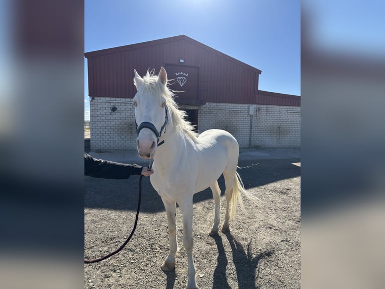 Lusitanos Hengst 7 Jahre 160 cm Cremello in El Tiemblo