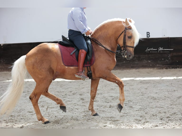 Lusitanos Mix Hengst 7 Jahre 160 cm Palomino in Rio Maior