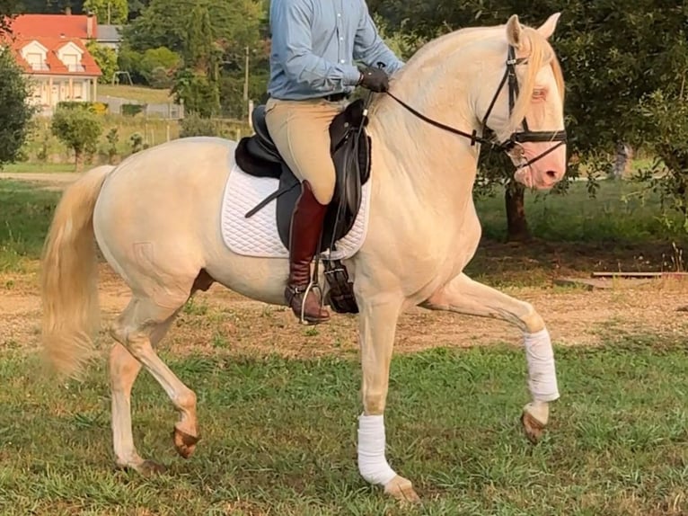 Lusitanos Hengst 7 Jahre 160 cm Perlino in Navas Del Madroño