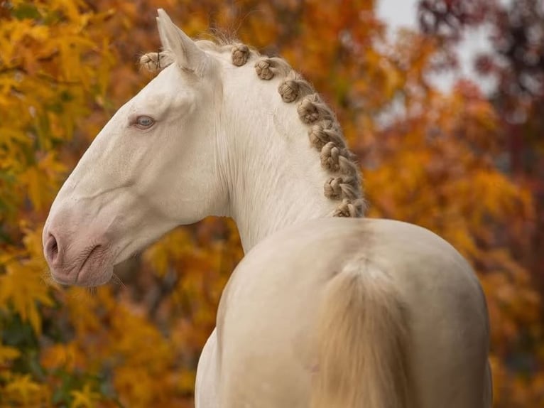 Lusitanos Hengst 7 Jahre 160 cm Perlino in Navas Del Madroño