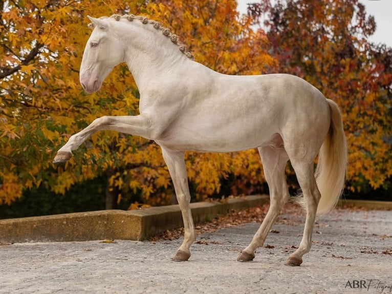 Lusitanos Hengst 7 Jahre 160 cm Perlino in Navas Del Madroño