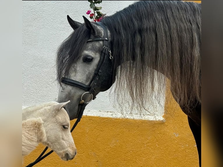 Lusitanos Hengst 7 Jahre 161 cm Apfelschimmel in Martfeld
