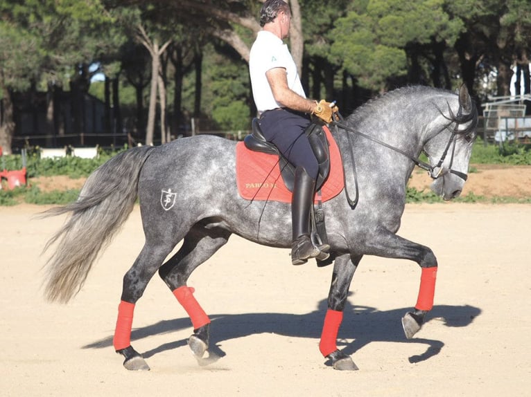 Lusitanos Hengst 7 Jahre 162 cm in NAVAS DEL MADRONO