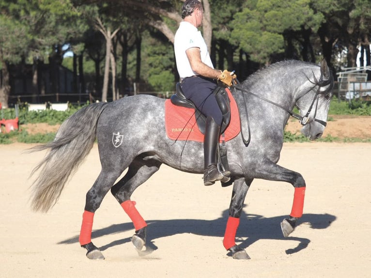 Lusitanos Hengst 7 Jahre 162 cm Schimmel in NAVAS DEL MADRONO