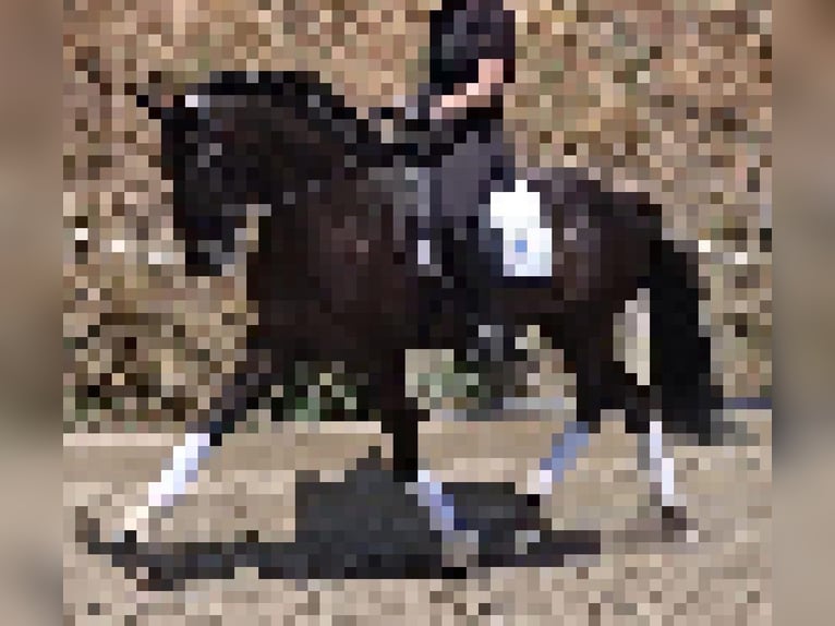 Lusitanos Hengst 7 Jahre 163 cm Dunkelbrauner in Martfeld Lusitanos Hengst 7 Jahre 163 cm Dunkelbrauner in Martfeld