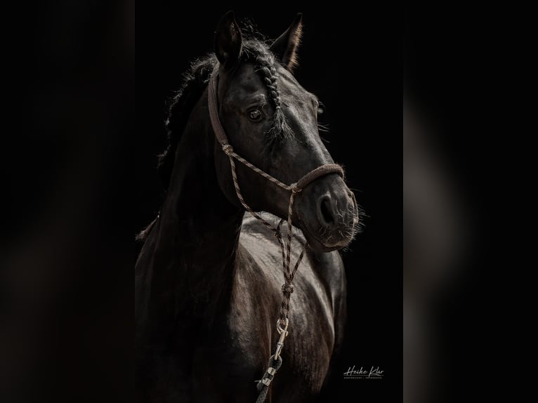 Lusitanos Hengst 7 Jahre 163 cm Rappe in Groß-Umstadt