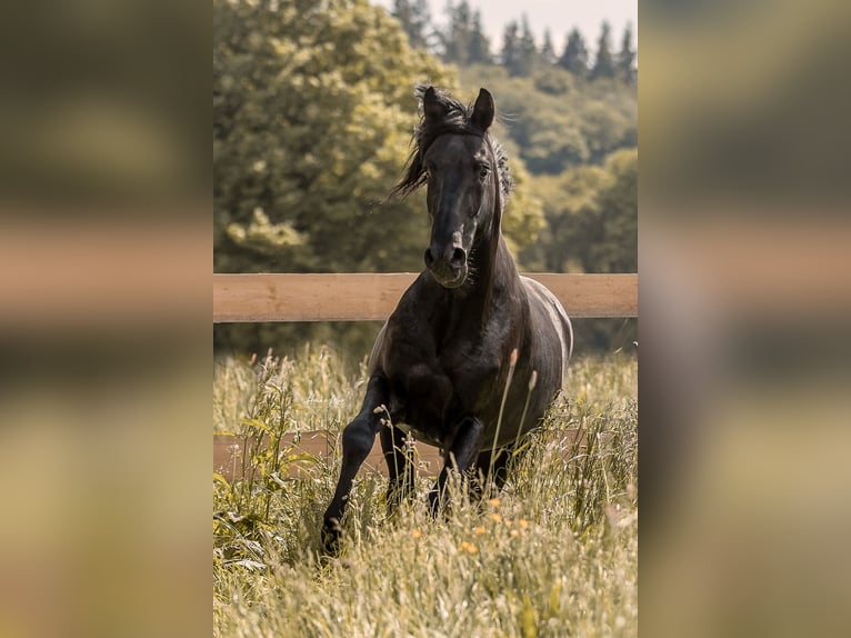 Lusitanos Hengst 7 Jahre 163 cm Rappe in Groß-Umstadt