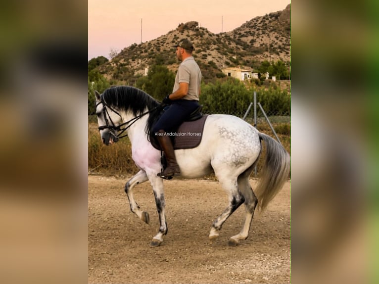 Lusitanos Hengst 7 Jahre 163 cm White in Sevilla