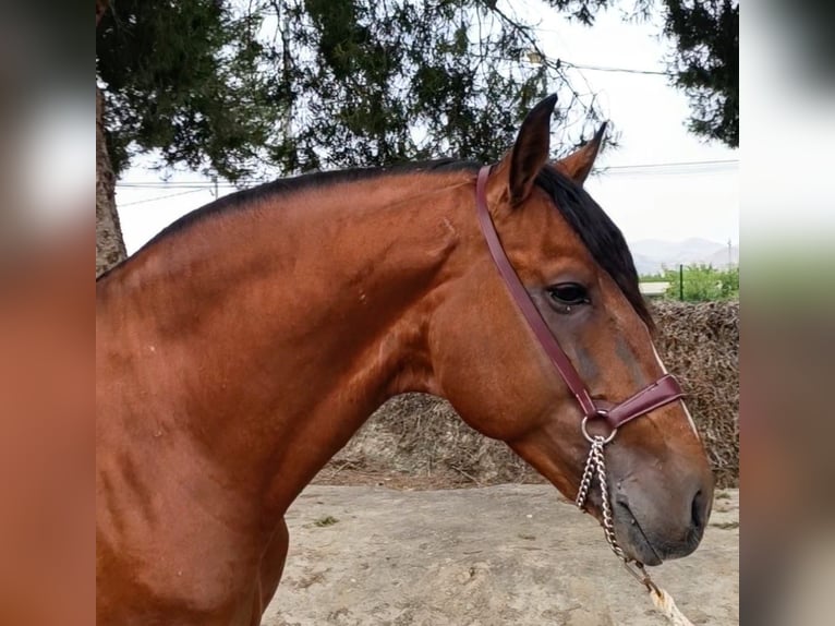 Lusitanos Hengst 7 Jahre 165 cm Brauner in Arneiro dos Borralhos Lusitanos Hengst 7 Jahre 165 cm Brauner in Arneiro dos Borralhos
