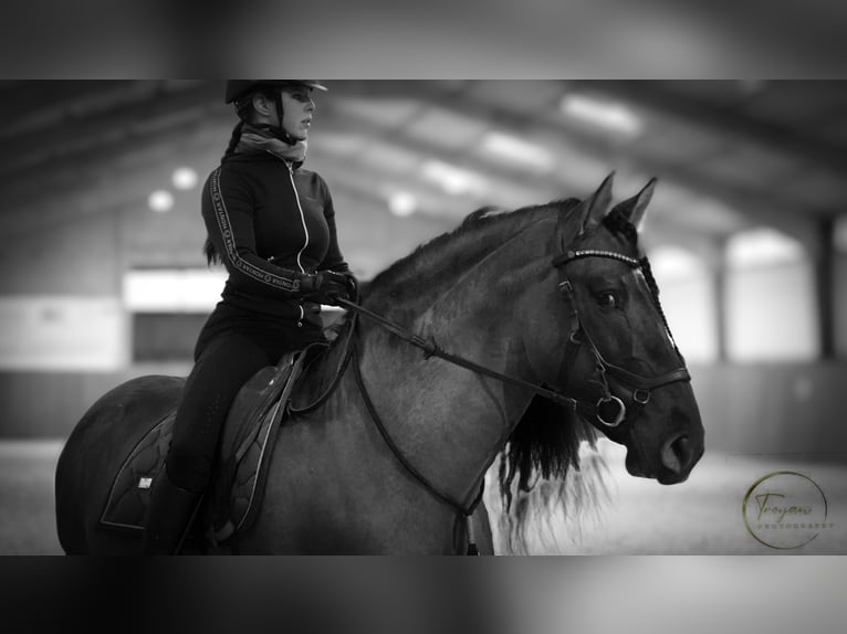 Lusitanos Mix Hengst 7 Jahre 166 cm Grullo in HEUVELLAND