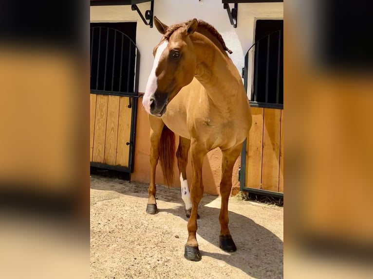 Lusitanos Hengst 7 Jahre 166 cm Red Dun in Badajoz