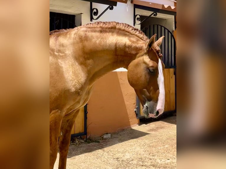 Lusitanos Hengst 7 Jahre 166 cm Red Dun in Badajoz