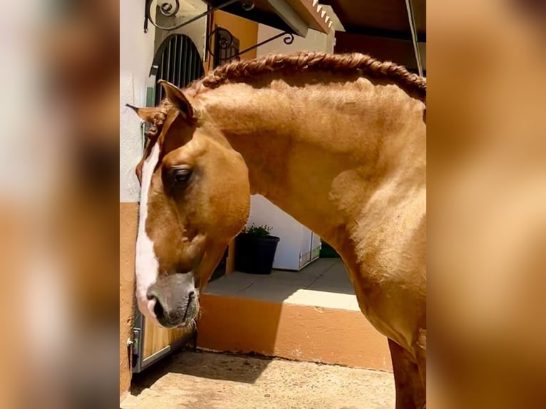 Lusitanos Hengst 7 Jahre 166 cm Red Dun in Badajoz