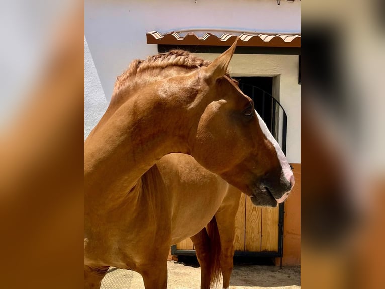 Lusitanos Hengst 7 Jahre 166 cm Red Dun in Badajoz