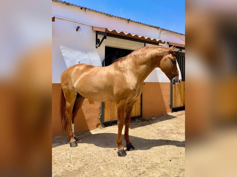 Lusitanos Hengst 7 Jahre 166 cm Red Dun in Badajoz