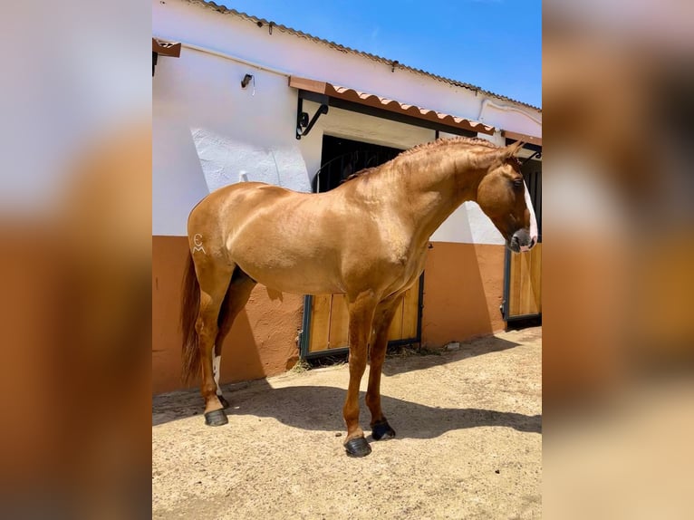 Lusitanos Hengst 7 Jahre 166 cm Red Dun in Badajoz