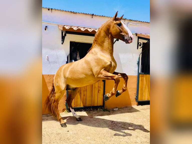 Lusitanos Hengst 7 Jahre 166 cm Red Dun in Badajoz