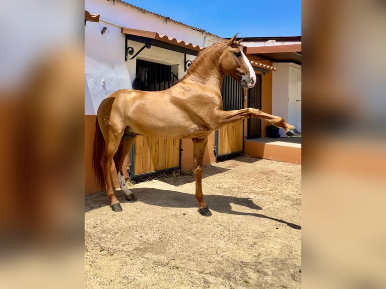 Lusitanos Hengst 7 Jahre 166 cm Red Dun in Badajoz