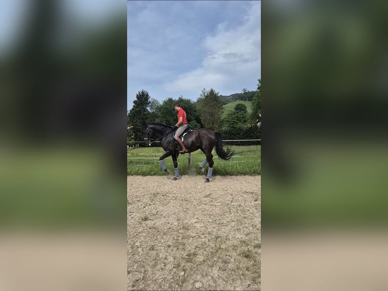 Lusitanos Hengst 7 Jahre 168 cm Dunkelbrauner in Santander