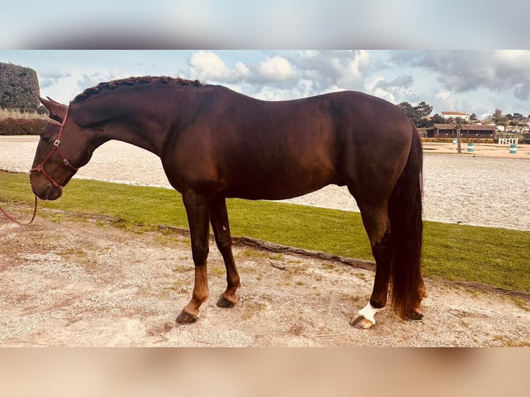 Lusitanos Hengst 7 Jahre 170 cm Dunkelfuchs in Lisboa