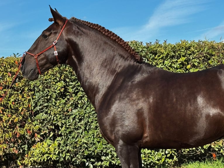 Lusitanos Hengst 7 Jahre 170 cm Dunkelfuchs in Lisboa