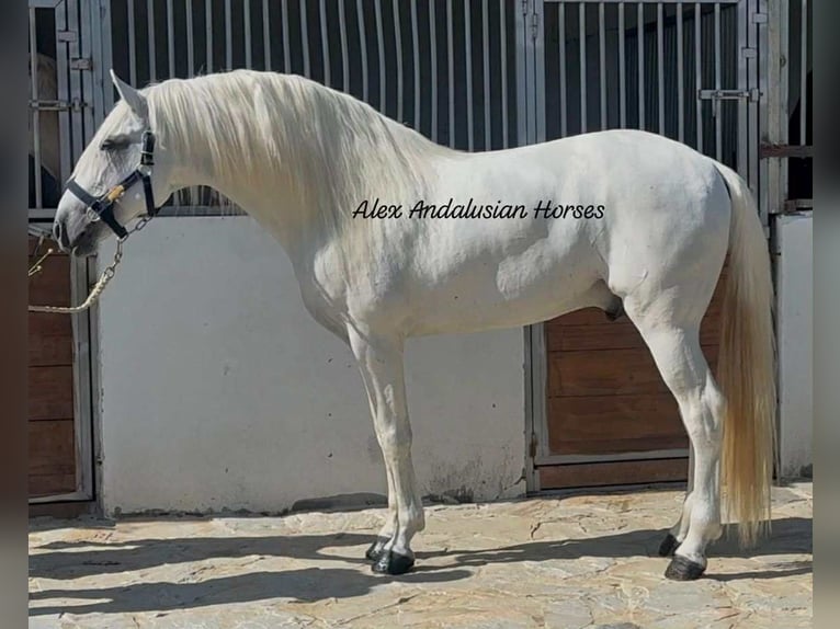 Lusitanos Hengst 7 Jahre 170 cm White in Sevilla