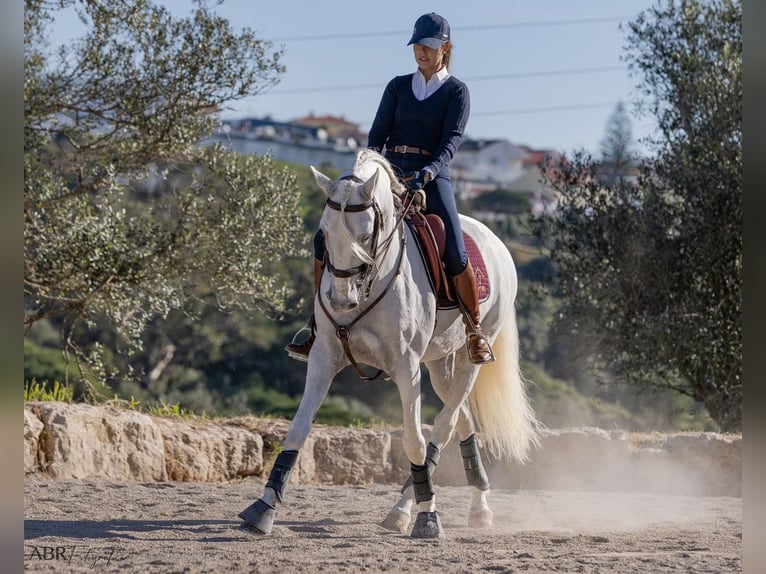 Lusitanos Hengst 7 Jahre White in Porto Covo