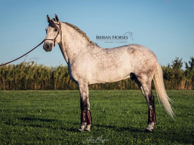 Lusitanos Hengst 8 Jahre 158 cm Schimmel in Navas Del Madroño