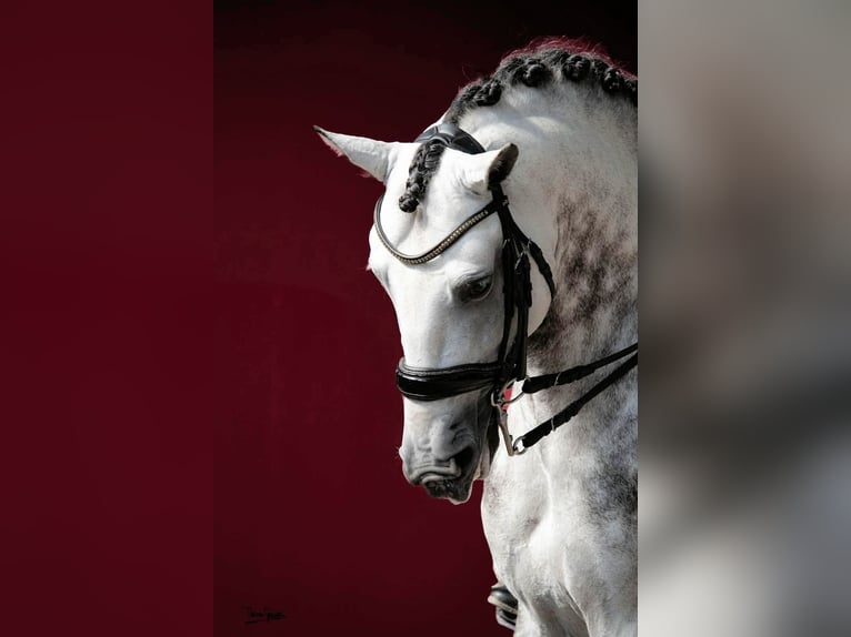 Lusitanos Hengst 8 Jahre 160 cm Schimmel in Sanlucar De Barrameda