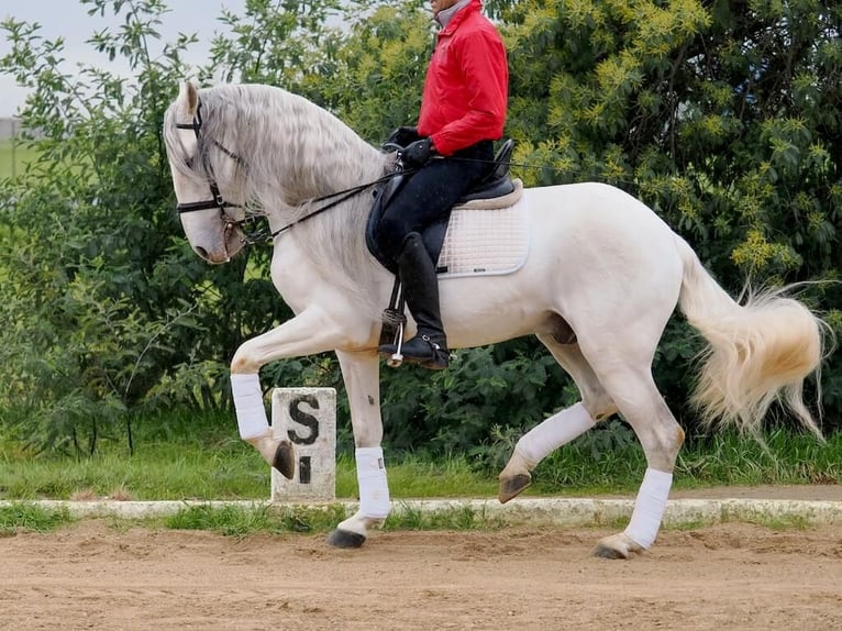 Lusitanos Hengst 8 Jahre 160 cm Schimmel in Navas Del Madroño