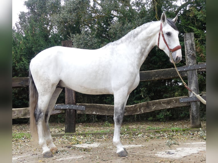 Lusitanos Mix Hengst 8 Jahre 162 cm Schimmel in Bilbao