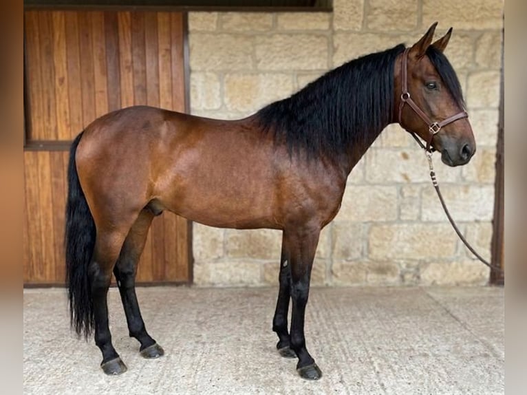 Lusitanos Hengst 8 Jahre 163 cm Dunkelbrauner in Terlamonte