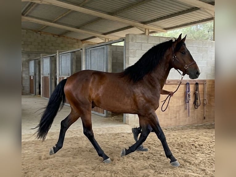 Lusitanos Hengst 8 Jahre 163 cm Dunkelbrauner in Terlamonte