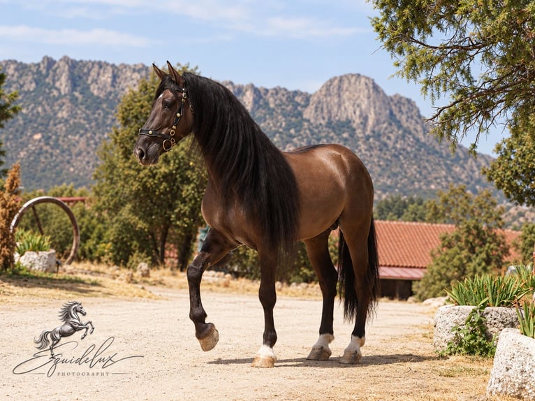 Lusitanos Mix Hengst 8 Jahre 165 cm Grullo in MADRID