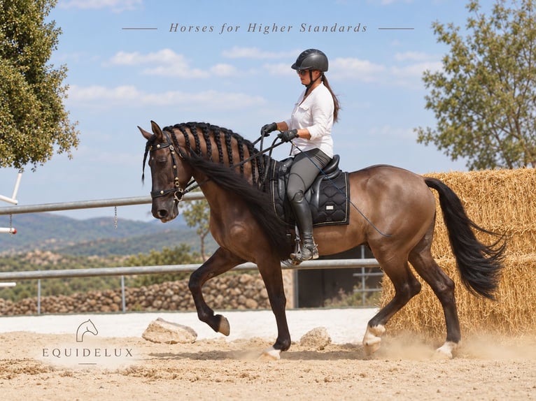 Lusitanos Mix Hengst 8 Jahre 165 cm Grullo in MADRID