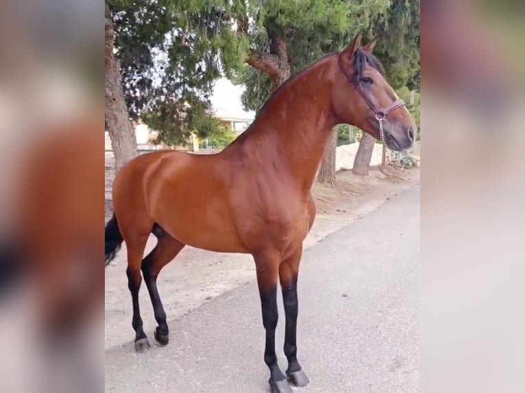 Lusitanos Hengst 8 Jahre 166 cm Brauner in Ermelo