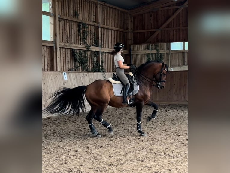 Lusitanos Mix Hengst 8 Jahre 168 cm Brauner in Ludwigsfelde