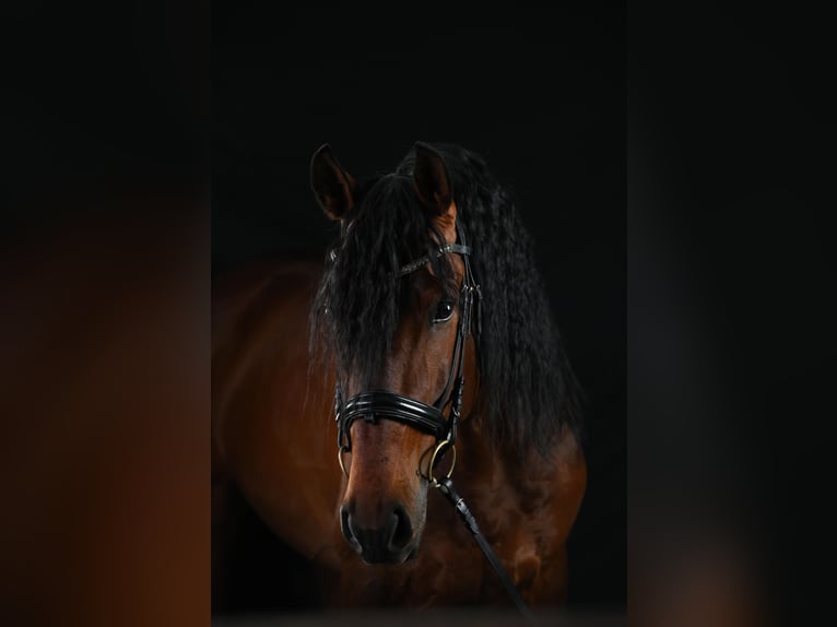 Lusitanos Mix Hengst 8 Jahre 168 cm Brauner in Ludwigsfelde