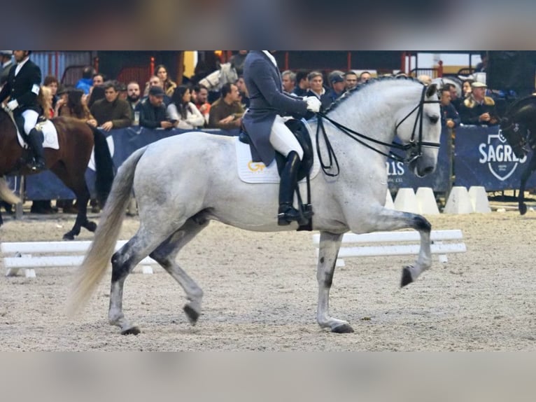 Lusitanos Hengst 8 Jahre 175 cm Schimmel in NAVAS DEL MADRONO